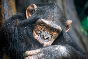 Chimpanzee (Pan troglodytes) close up view