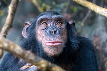 Chimpanzee (Pan troglodytes) close up view