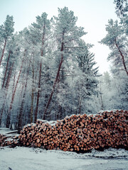 Amidst the tranquil winter landscape, a towering pile of logs stands proudly against the snowy forest backdrop, reaching towards the vast open sky, a symbol of nature's enduring strength and beauty