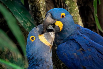 The hyacinth macaw (Anodorhynchus hyacinthinus), or hyacinthine macaw close up view