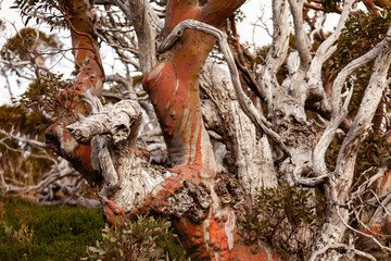 Snow Gum Trees, Kosciuszko National Park, Australia,