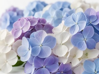 A Dance of Blues: Unveiling the Allure of Hydrangea Blossoms