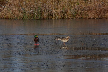 Female Duck Jestures to Male Duck by Lifting Leg and Wing