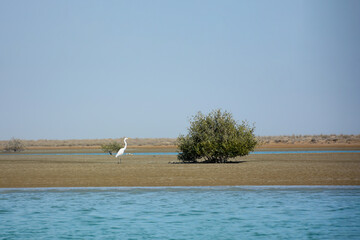 The geart Egret standing next to a Harra tree and blue sea in Harra seaforest (mangrove) one of the...