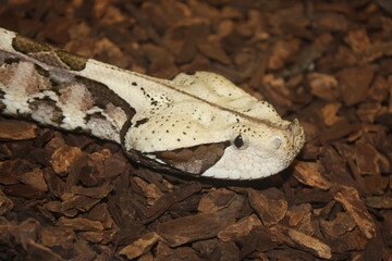 close up of a snake