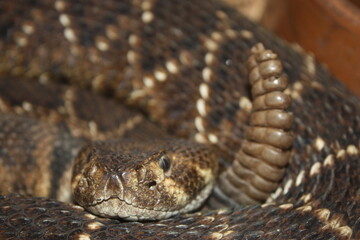 close up of a rattlesnake