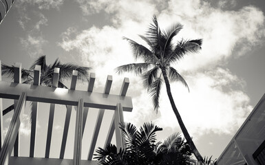Tropical Island Vacation with Palm Trees and Blue Skies