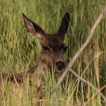 Close Up of a Mule Deer