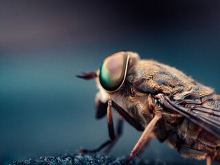 A tiny but mighty arthropod, the blowfly, captured in all its pestilent glory through a close-up...