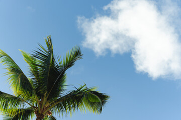 Tropical Island Vacation with Palm Trees and Blue Skies
