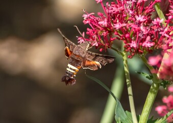 A Nessus Sphinx Moth in flight, hovering over and pollinating Red Valerian flowers.