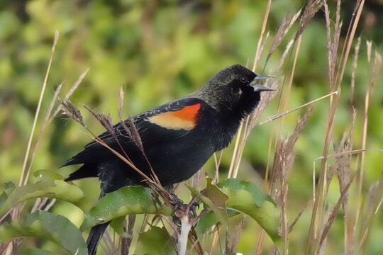 Red-Winged Blackbird Calls at the Top of His Lungs