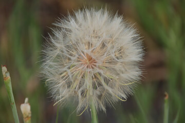 Dandelion Ready to Seed