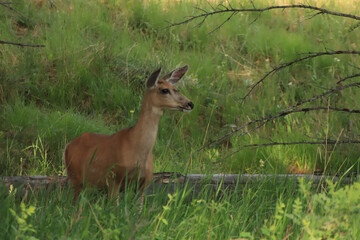 Deer Looking Around