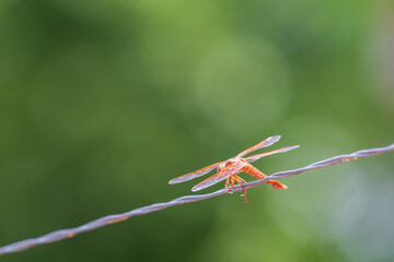 Macro photo of an orange dragonfly resting on a fence wire, with a refocused green background of...