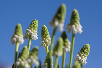 Muscari aucheri grape hyacinth white flowering flowers, group of bulbous plants in bloom against blue sky