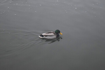 Male mallard duck, portrait of a duck with reflection in clean lake water