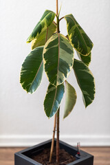 Failing Ficus elastica 'Tineke' in a Black Container Against a Pale Wall. Drooping Foliage.
