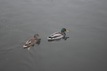 Male mallard duck, portrait of a duck with reflection in clean lake water