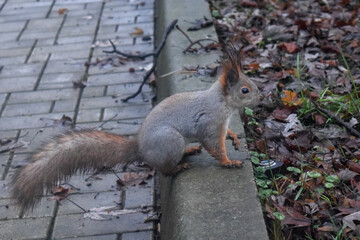 Cute eastern gray squirrel foraging for nuts with a shallow depth of field