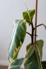 Troubled Ficus elastica ‘Tineke’ Against a Light-Colored Wall. Close-up of Drooping Leaves.