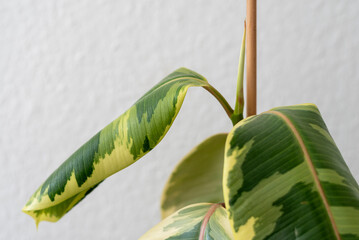 Ailing Ficus elastica 'Tineke' Against a Light Wall. Drooping Leaves. Close-up.
