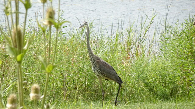 Blue Heron Strolls Thourgh Grass and Wild Flowers along Waters Edge
