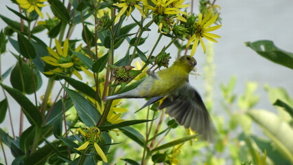 Sad Faced Yellow Finch Fluttering on Flower