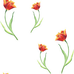 Watercolor red tulips seamless pattern. Hand drawn illustration with colorful spring flowers for textile design or wrapping paper. Texture for print on isolated background. Design for textile. Floral 