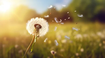  dandelion on the meadow © younas