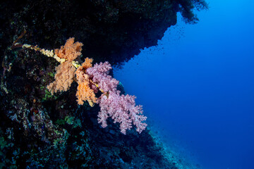 Fototapeta na wymiar Orange-violet Carnation Tree Coral (Dendronephthya / Scleronephthya sp.) against the dark reef background and blue water on the coral reef in Marsa Alam, Egypt