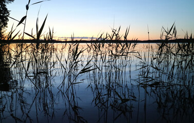 Beach grass