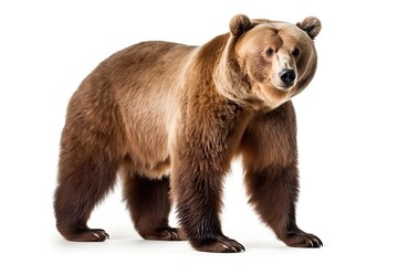 Brown bear clipart