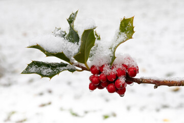 Holly berries covered in snow close up with visible snowflakes