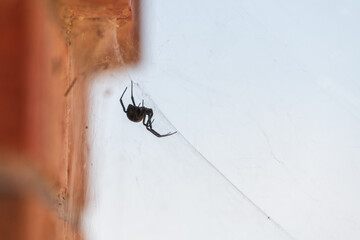 A black widow spider suspended upside down from its web, with brick wall and empty sky background.