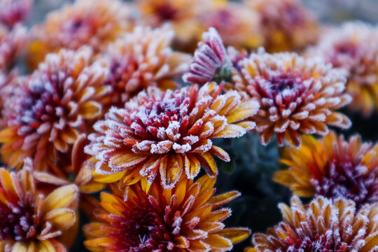 Winter background: yellow-red chrysanthemums covered with frost, close-up