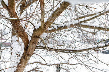 Tree branches covered with snow.