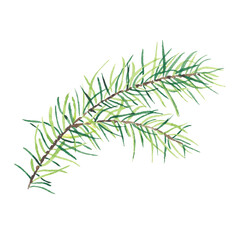 Christmas watercolor green pine or fir branches isolated on a white background. Illustration for greeting cards, banners, invitations, calendars, logo, postcard. Art for design