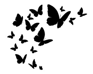 watercolor flock butterfly vector 