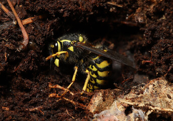 Side view of a Queen yellowjacket burrowed into a small hollow in the ground under a log, where she will hibernate through the winter before emerging in the spring to start a nest. 