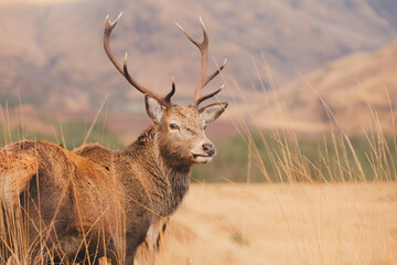 Wildlife portrait of a Scottish Red Deer (Cervus elaphus scoticus) stag in the mountain countryside of Glen Etive in the Scottish Highlands, Scotland. - obrazy, fototapety, plakaty