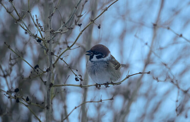 The sparrow is sitting on the branch