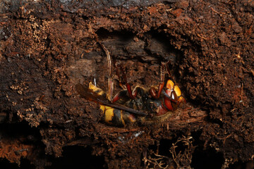 A queen European Hornet (Vespa crabro) hibernating in hole in a log. Observed in Ohio, where it is an introduced species. In spring she will build a nest and start a colony. 