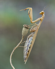Mantis religiosa