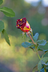 Red and yellow coloured rose on a branch in the garden.