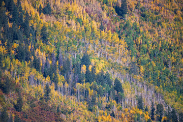Detail of a mountain slope covered in a forest of evergreens, yellow aspens, and birch trees in...