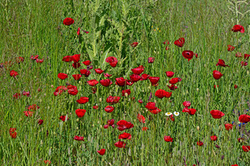 Red coloured poppy flowers in the field.