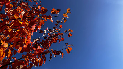 Colourful leaves in the blue sky in autumn.