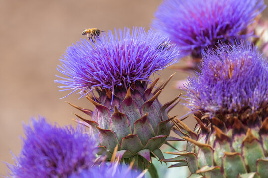 Close-up image of blooming purple cactus flowers with a honeybee collecting nectar.