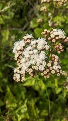 flowers in the garden